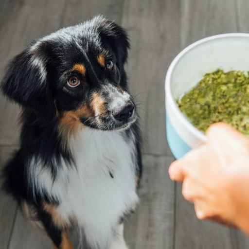 Honest company dog shop food